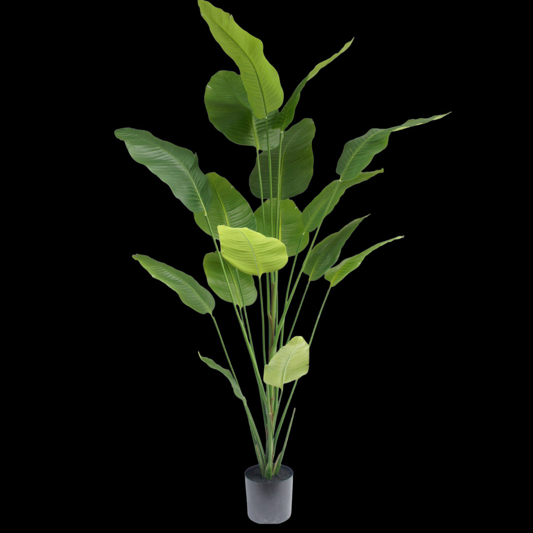 Strelitzia plant 210cm