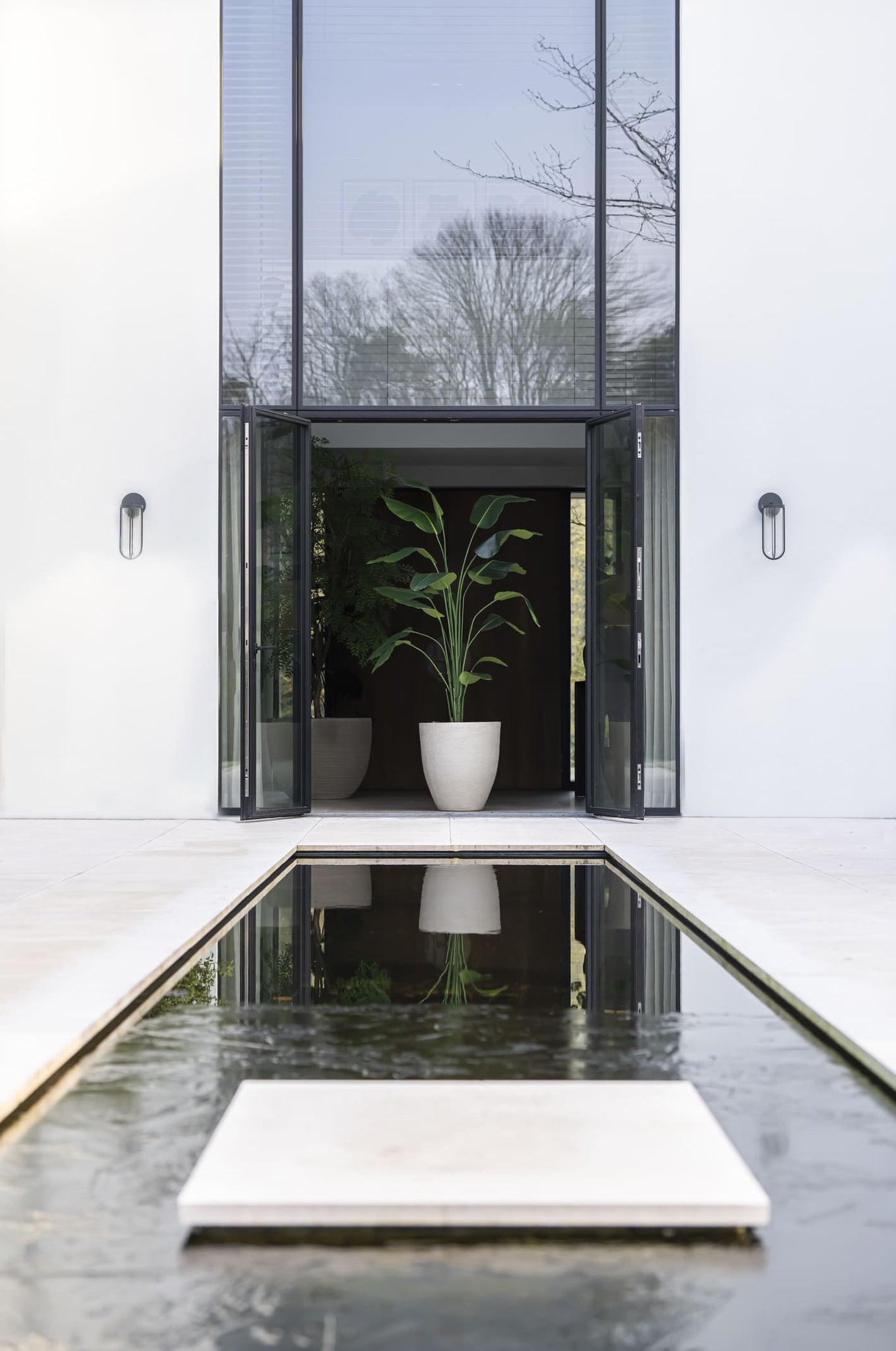 Strelitzia plant 210cm