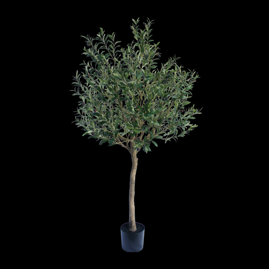 Olijf boom 180cm