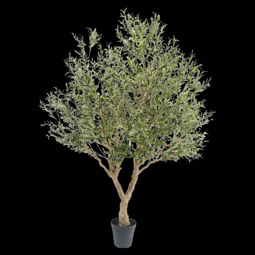 Olijf boom 250cm