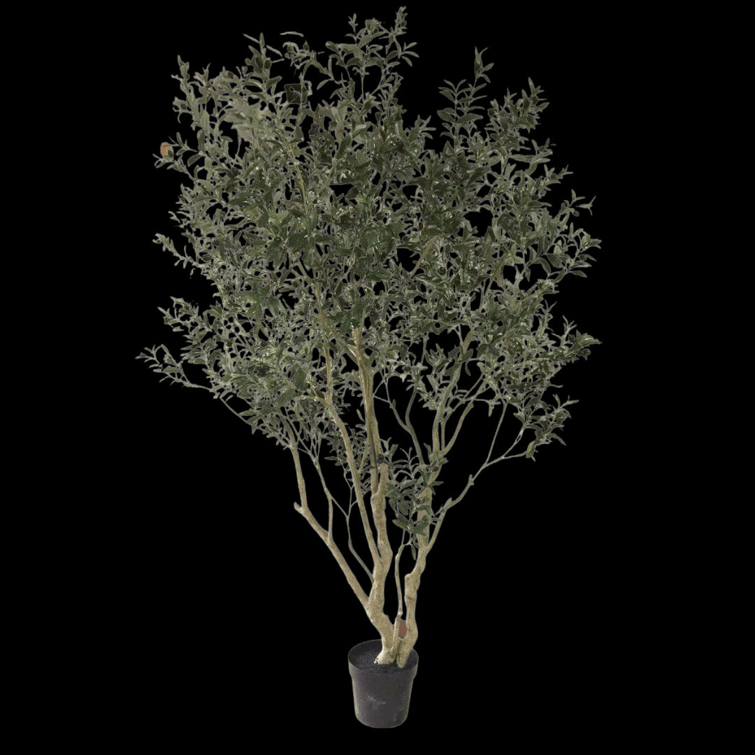 Olijf boom 260cm