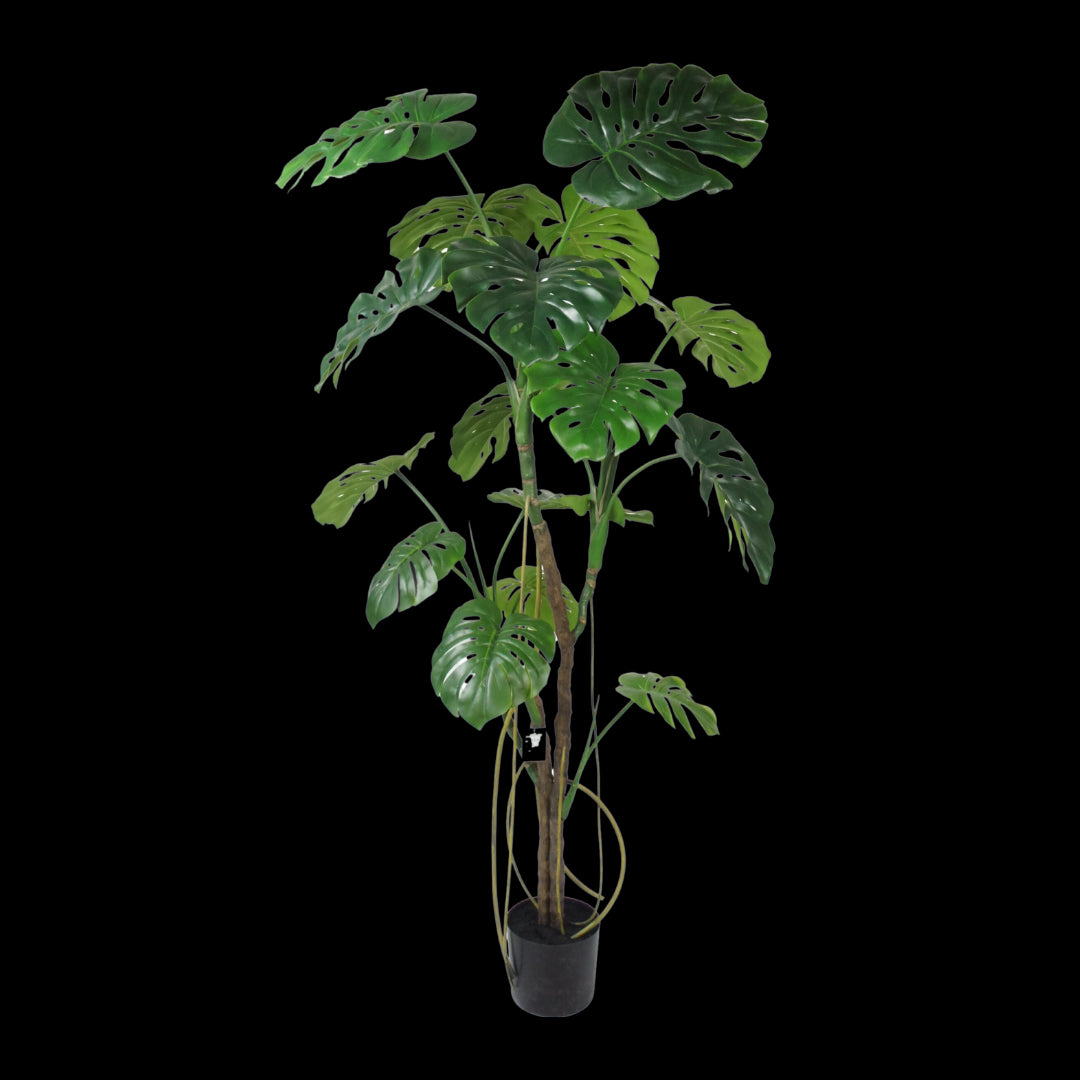 Monstera boom 180cm