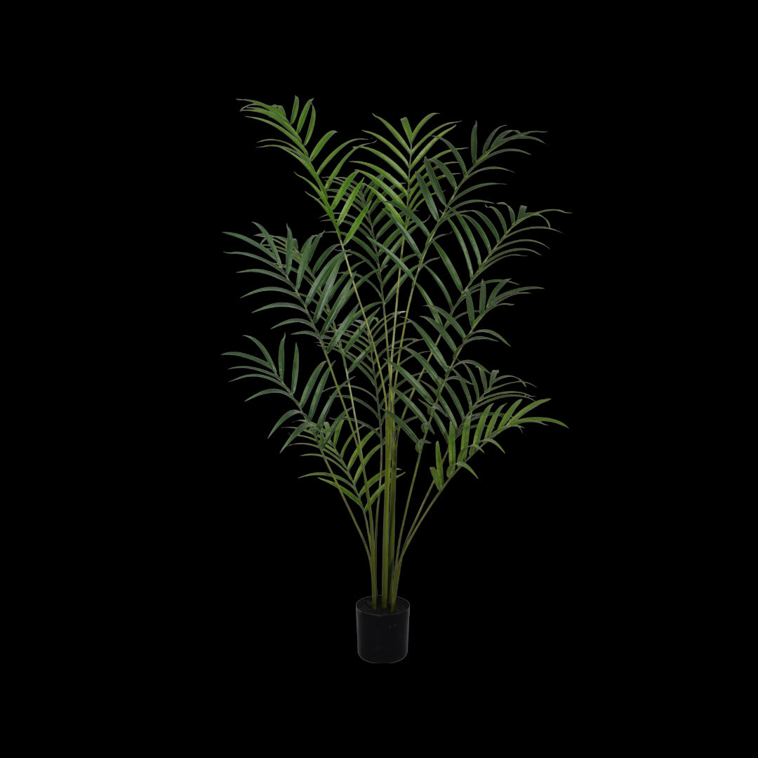 Palm plant 210cm