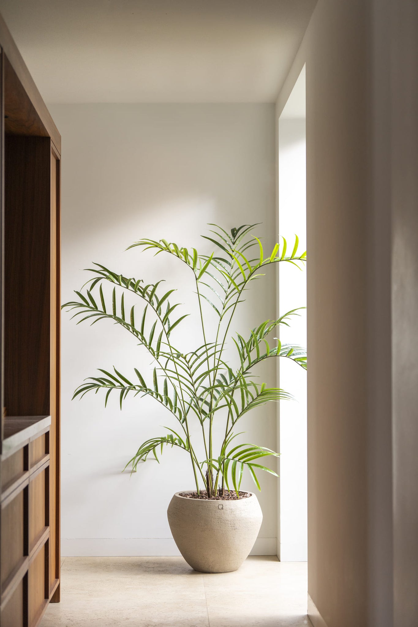 Palm plant 210cm