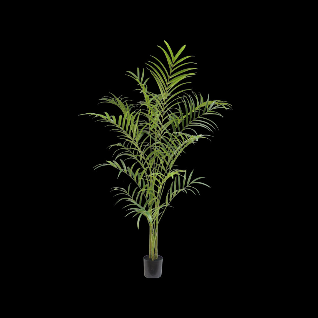 Palm plant 240cm
