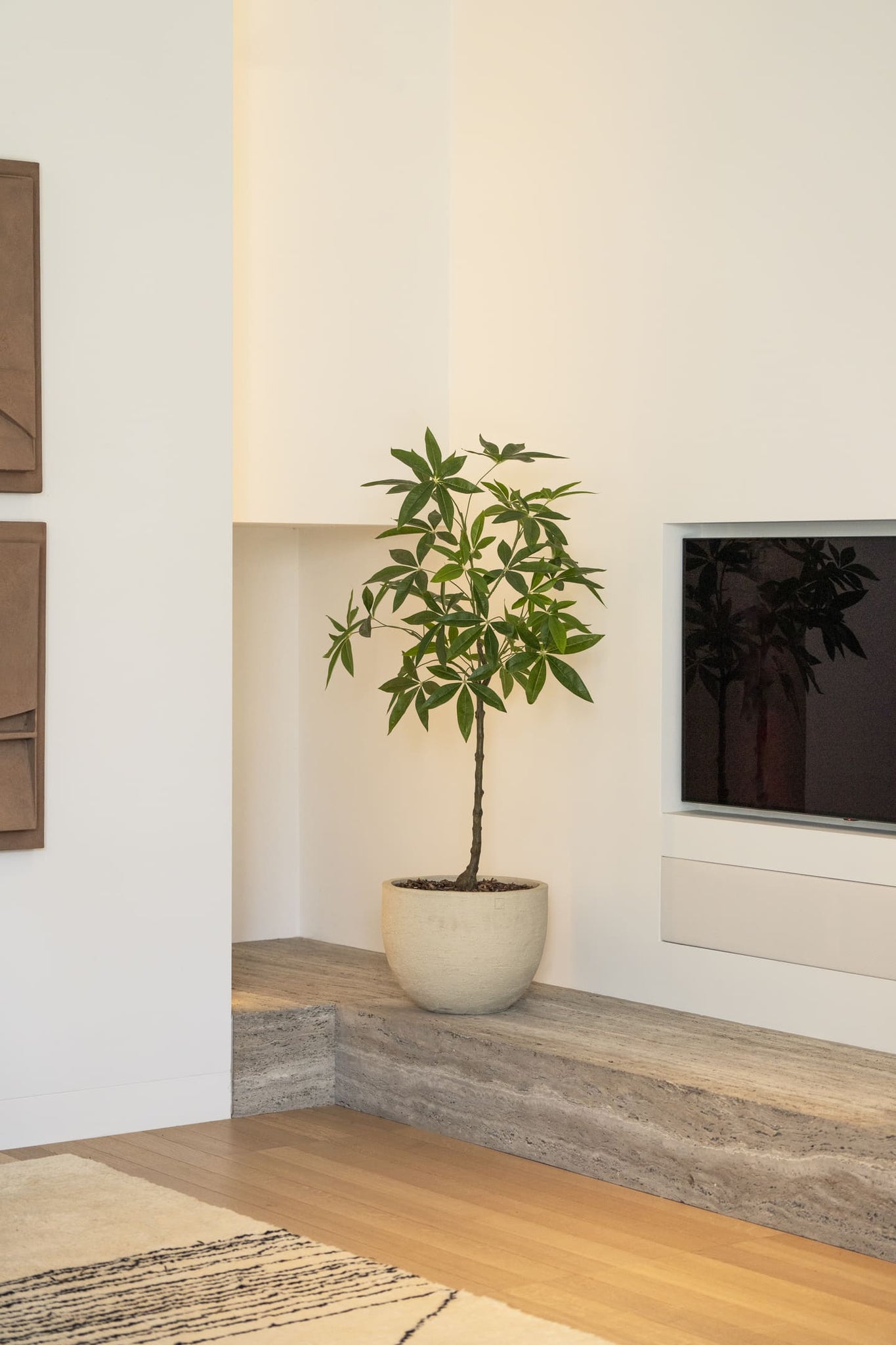 Schefflera boom 120cm