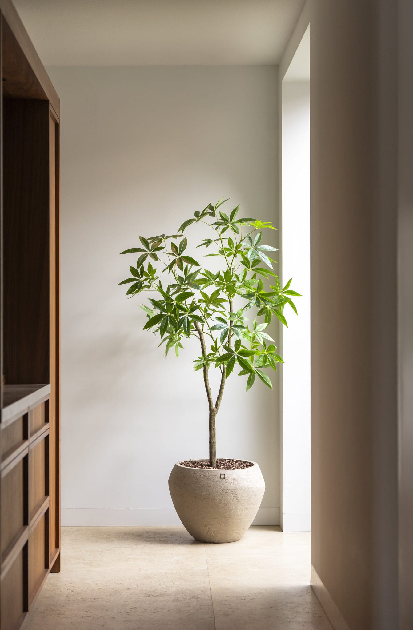 Schefflera boom 180cm