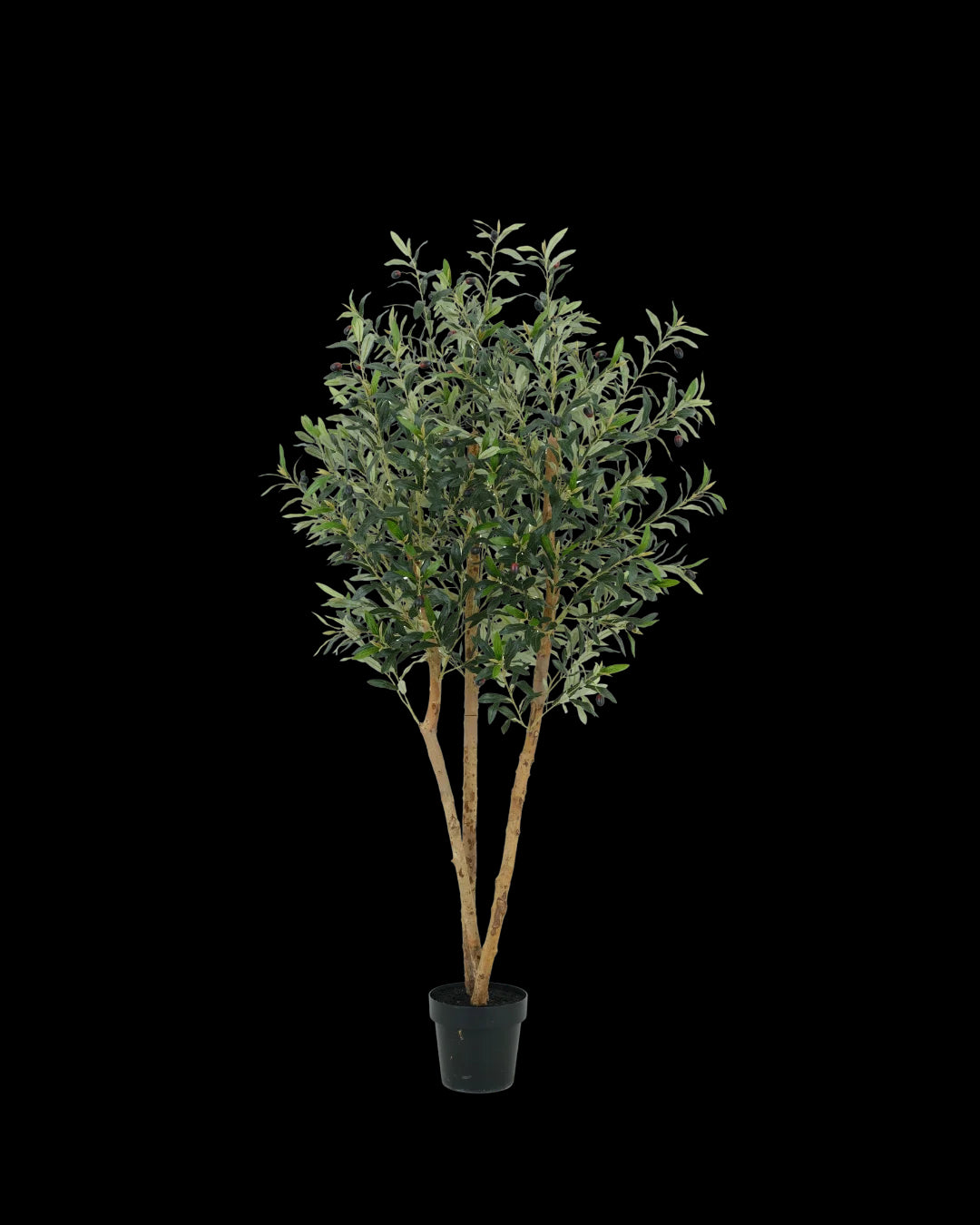 Olijf boom 180cm (wood)