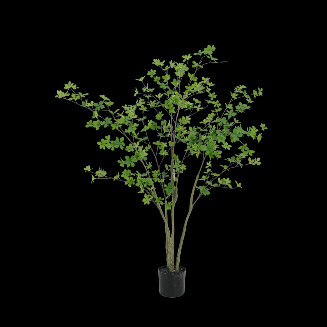 Enkianthus boom 150cm