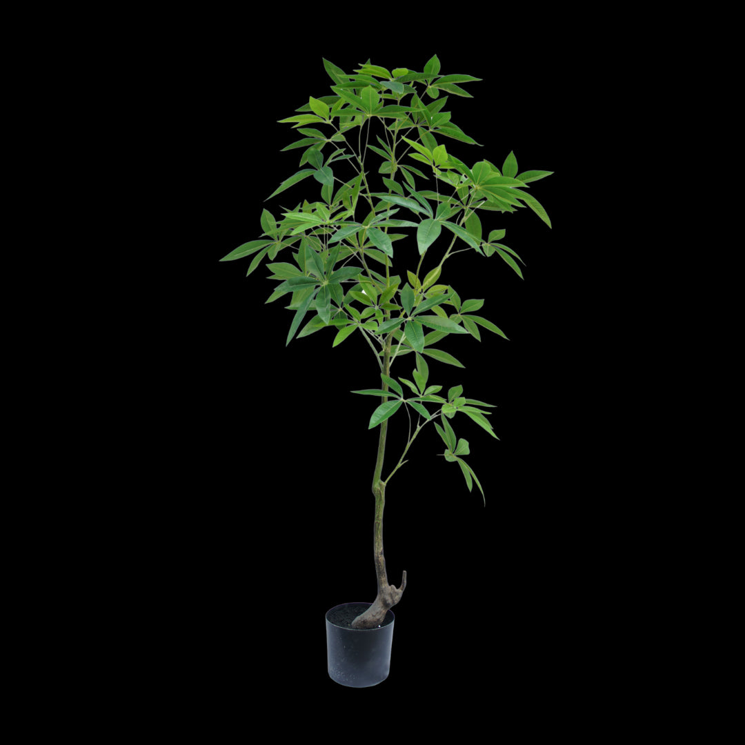 Schefflera boom 150cm