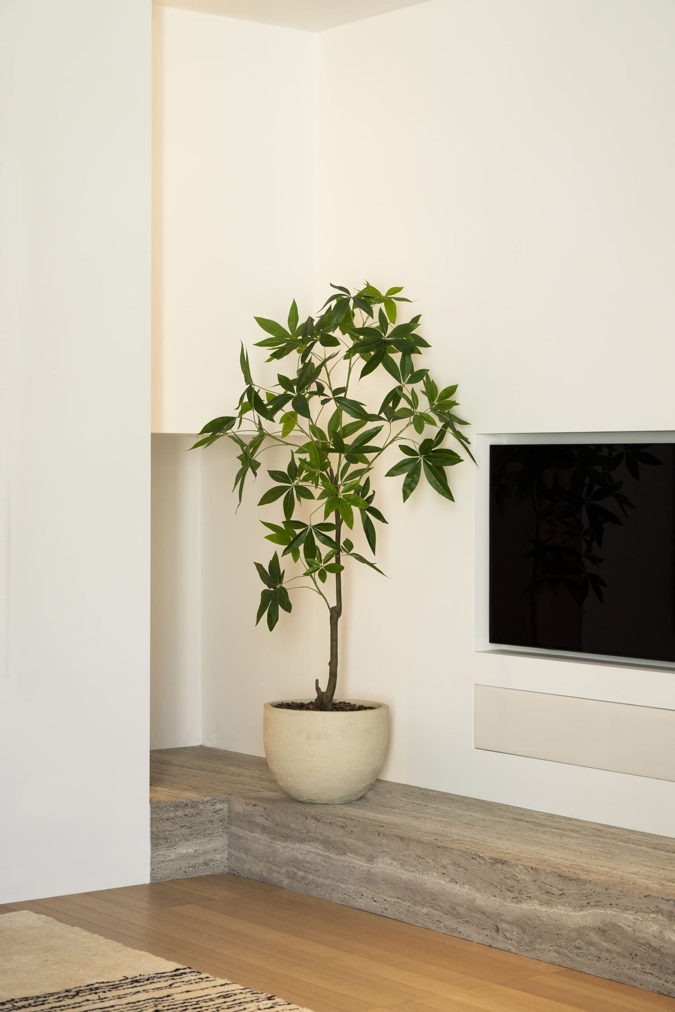 Schefflera boom 150cm